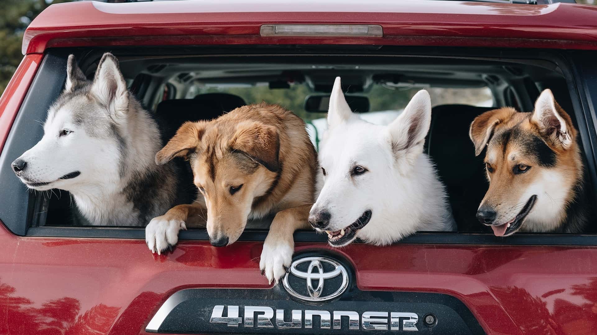 Red Toyota 4Runner and some dogs