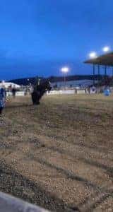 PBR Rodeo