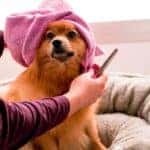 dog groomer in dover, oh