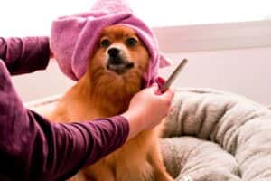 dog groomer in dover, oh
