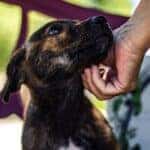 animal shelters in dover, oh