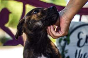 animal shelters in dover, oh