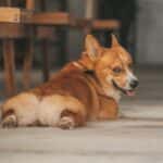 best dog parks in dover, oh
