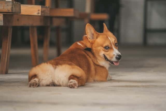 best dog parks in dover, oh